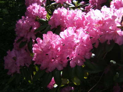 Claude Monet's Japanese Garden