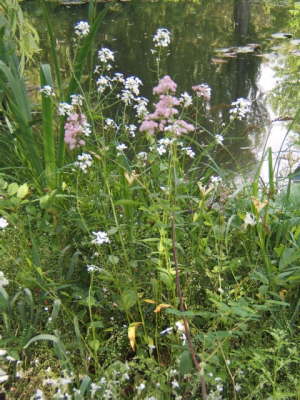 Claude Monet's Japanese Garden