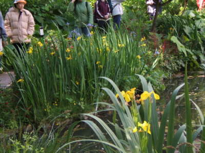 Claude Monet's Japanese Garden