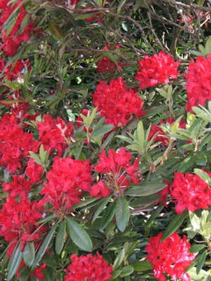 Claude Monet's Japanese Garden