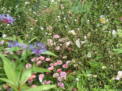 Claude Monet's Japanese Garden