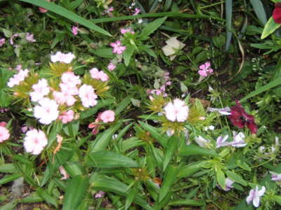 Claude Monet's Japanese Garden