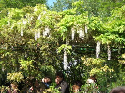 Claude Monet's Japanese Garden