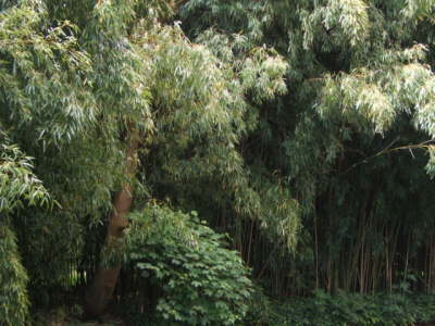 Claude Monet's Japanese Garden