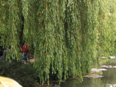 Claude Monet's Japanese Garden