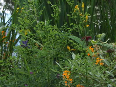Claude Monet's Japanese Garden