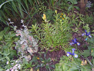 Claude Monet's Japanese Garden