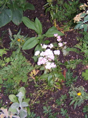 Claude Monet's Japanese Garden
