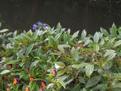 Claude Monet's Japanese Garden