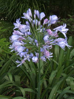 Claude Monet's Japanese Garden