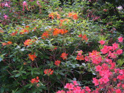 Claude Monet's Japanese Garden