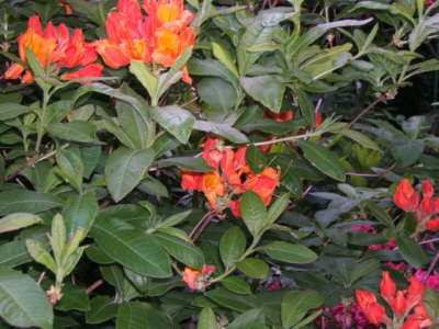 Claude Monet's Japanese Garden