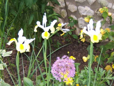 Claude Monet's Japanese Garden