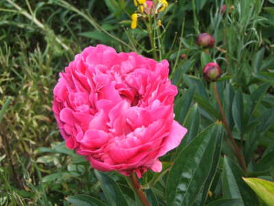 Claude Monet's Garden