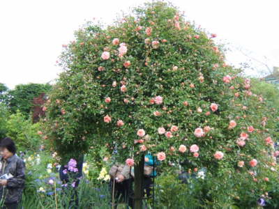 Claude Monet's Garden