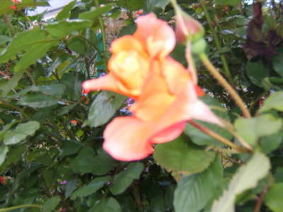 Claude Monet's Garden