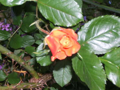 Claude Monet's Garden