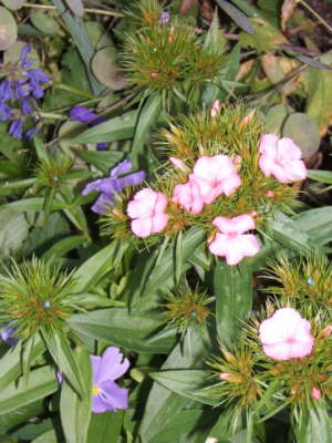 Claude Monet's Garden