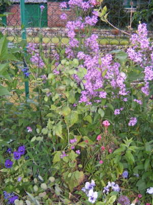 Claude Monet's Garden