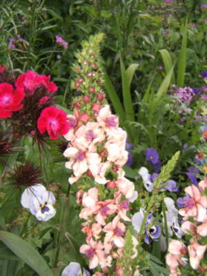 Claude Monet's Garden