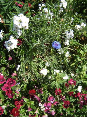 Claude Monet's Garden