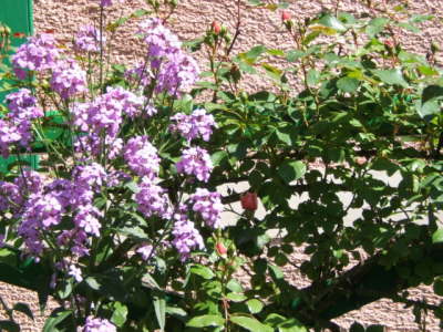 Claude Monet's Garden