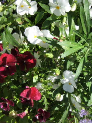 Claude Monet's Garden