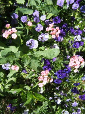 Claude Monet's Garden