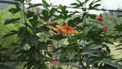 St. Martin Butterfly Farm
