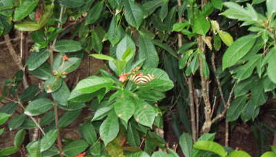 St. Martin Butterfly Farm