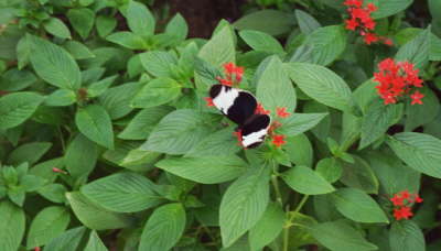 St. Martin Butterfly Farm