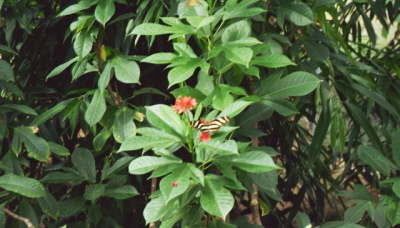 St. Martin Butterfly Farm