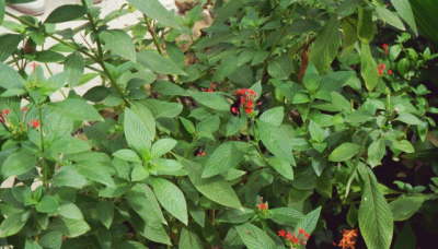 St. Martin Butterfly Farm