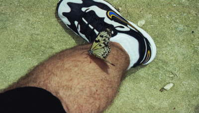 St. Martin Butterfly Farm