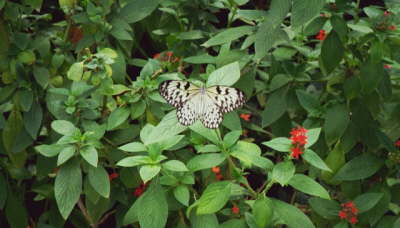 St. Martin Butterfly Farm
